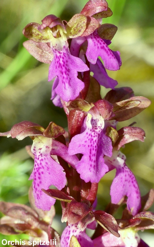 Una giornata tra le orchidee da Villetta Barrea a Scanno - 16 giugno 2021